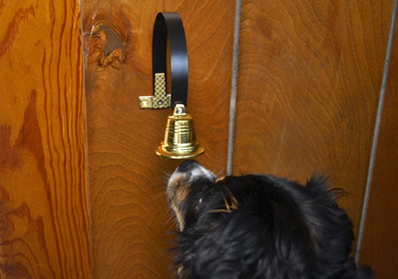 Australian Shepherd nudging the GoGo Bell Deluxe with his nose to make it ring