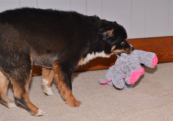 Australian Shepherd playing with child's toy that he isn't supposed to