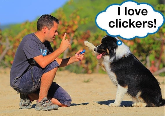 Australian Shepherd raising paw as owner presses clicker during training