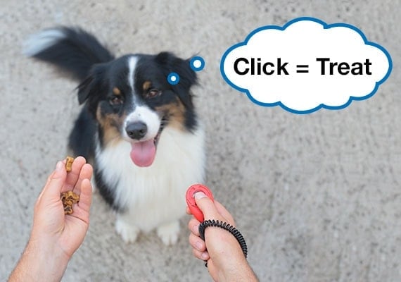 Australian Shepherd staring at dog treats while being clicker trained