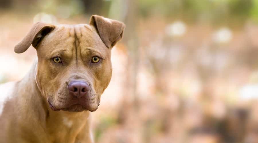 Autumn Colored Dog Looking at Camera