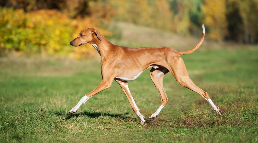 Azawakh Dog