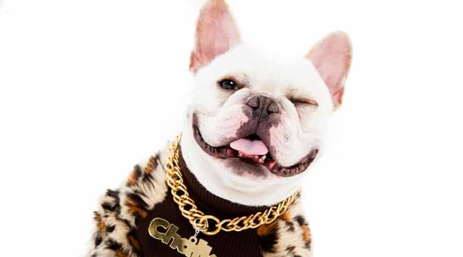Badass French Bulldog