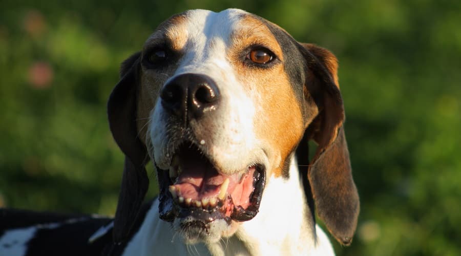 Bagle Hound