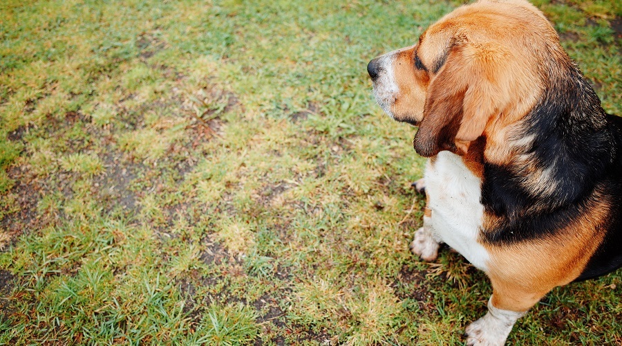 Bagle Hound Breeders