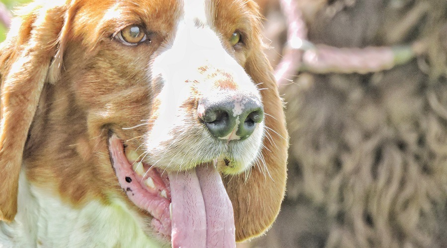 Bagle Hound
