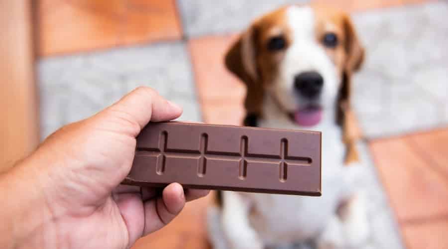 Bar of Cocoa With Beagle in Background.