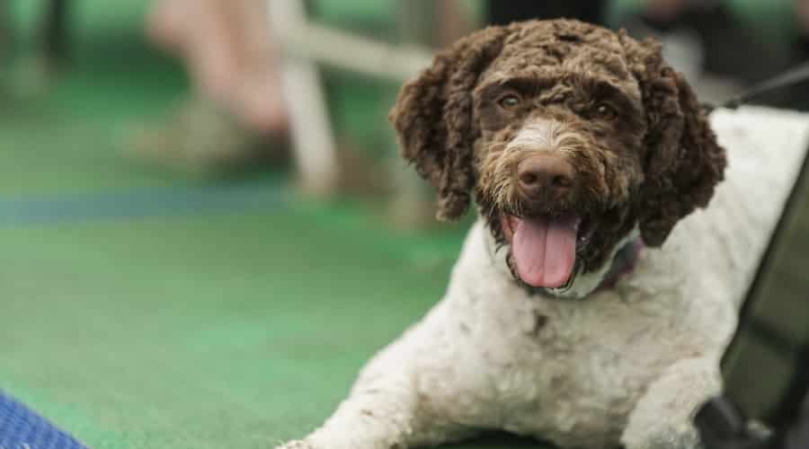 Barbet Sitting Near Owner