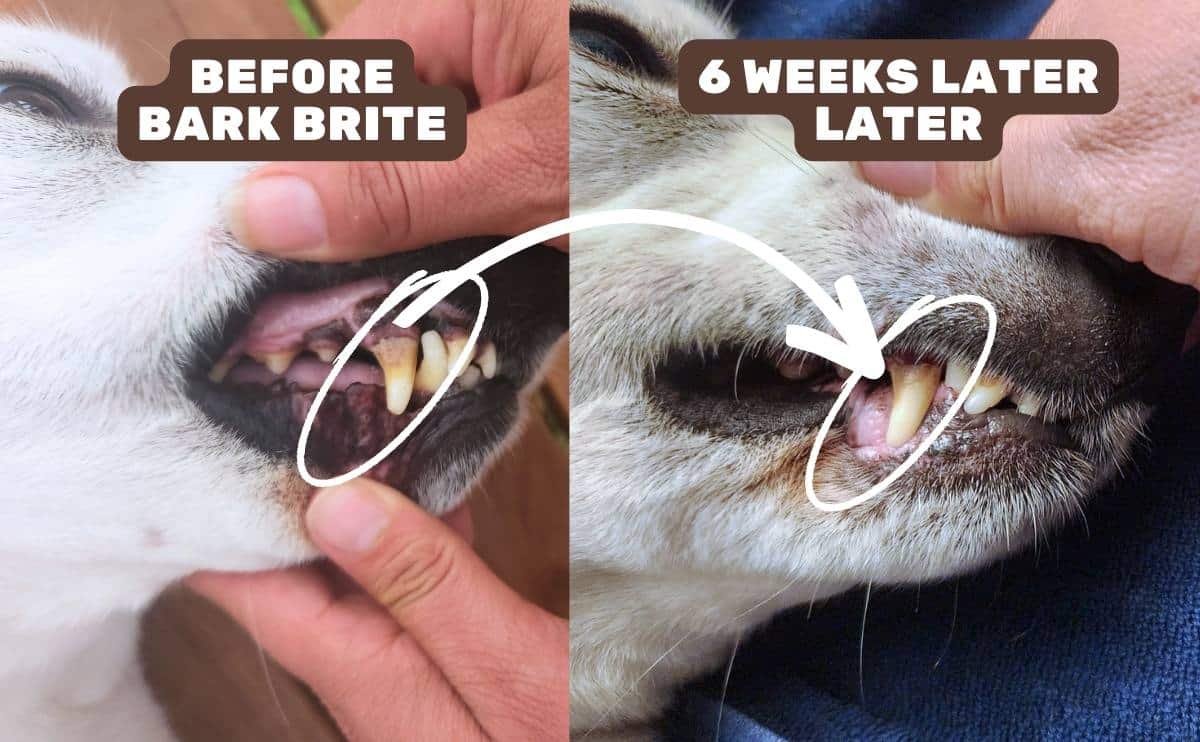 Bark Brite results