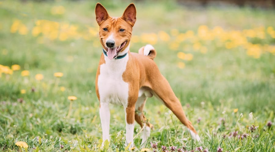 Basenji