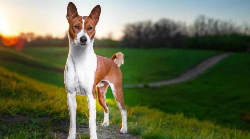 Portrait of a red basenji standing at sunset in a green field for a walk in the summer