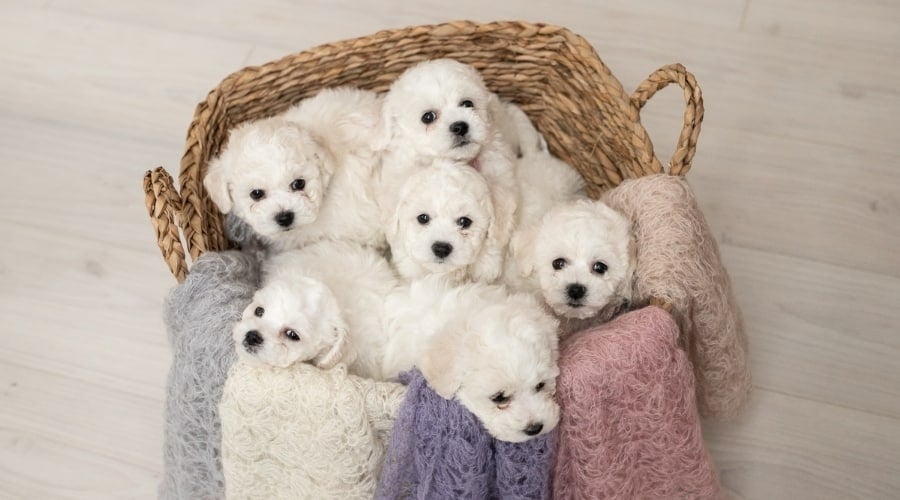 Basket of puppies