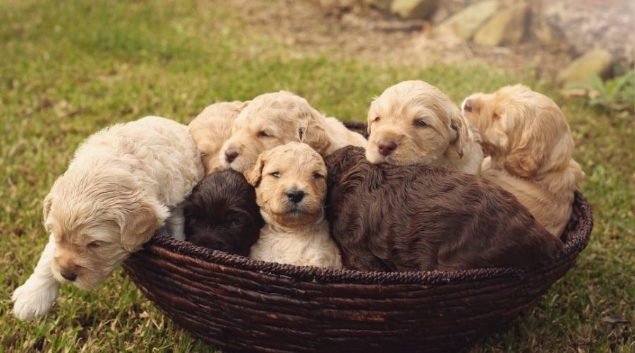 Basket of Cream and Chocolate Puppies