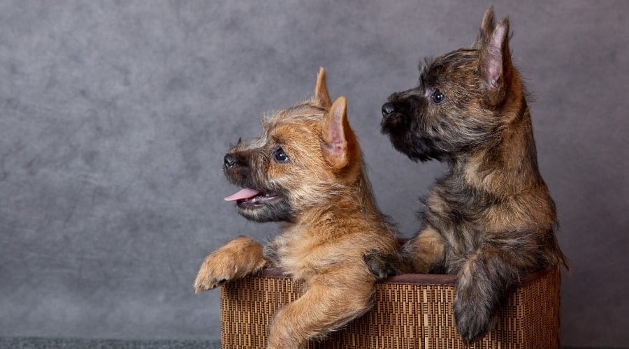 Basket of Two Puppies