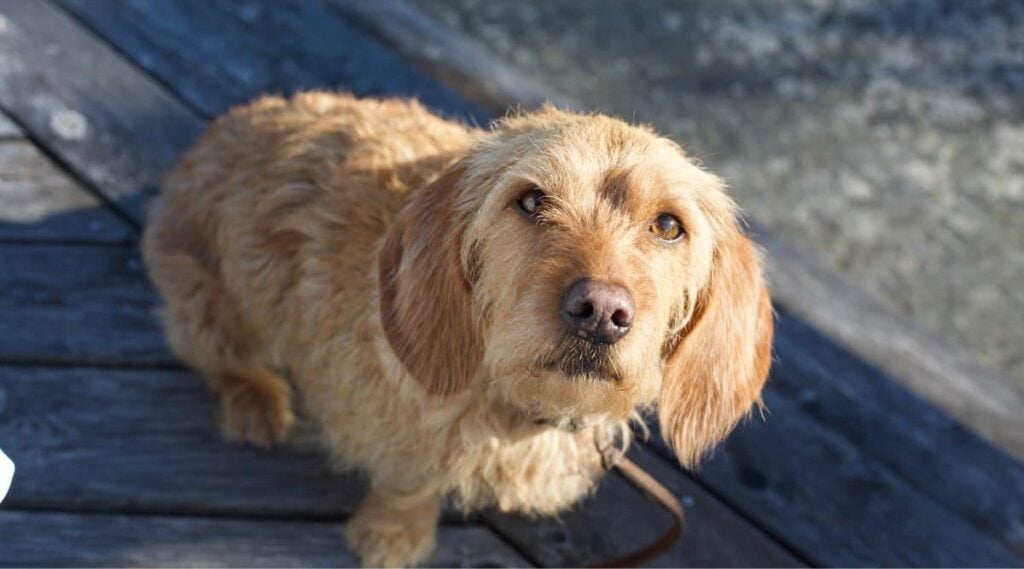 Basset Fauve De Bretagne sitting looking up