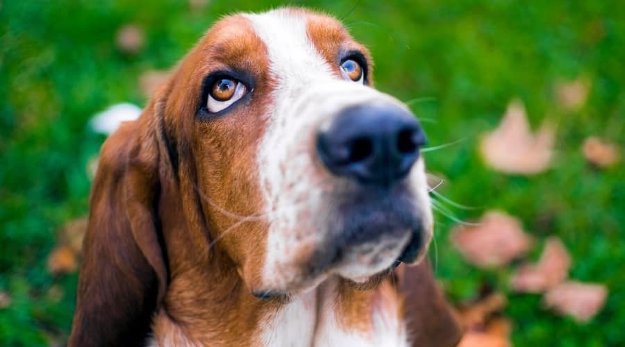 close up of a basset hound outside in the grass looking up