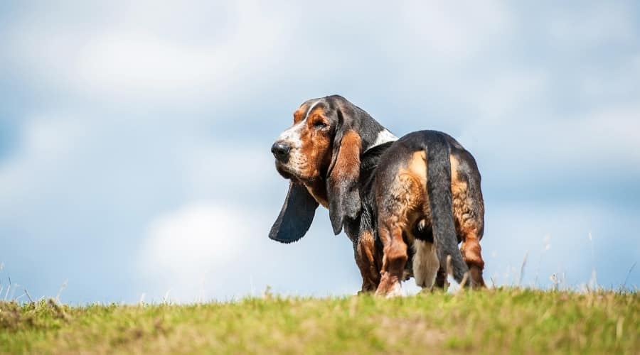 Basset Hound Looking Back
