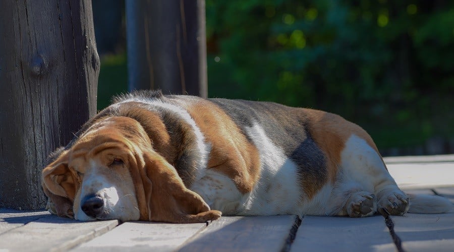 Basset Hound Low Energy
