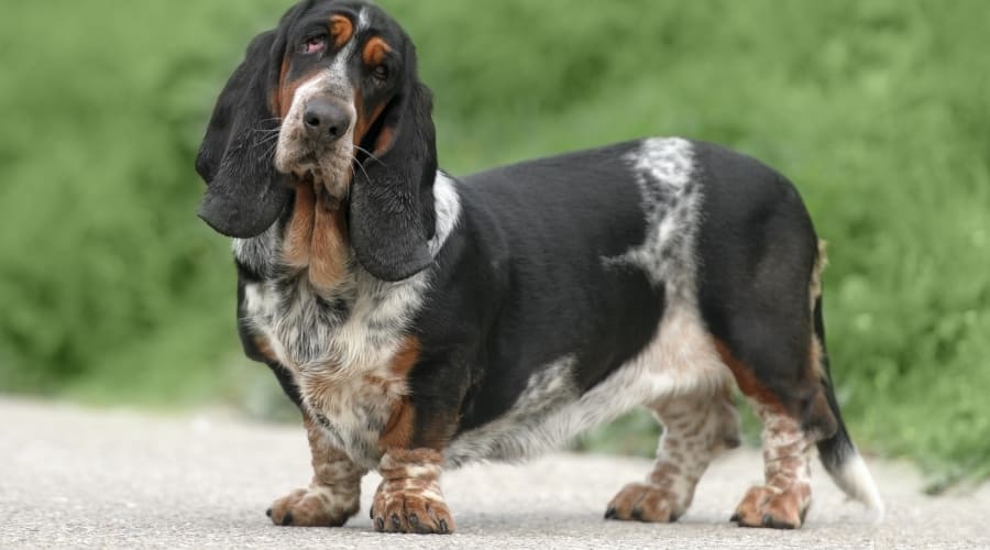 Basset Hound Needing Groomed