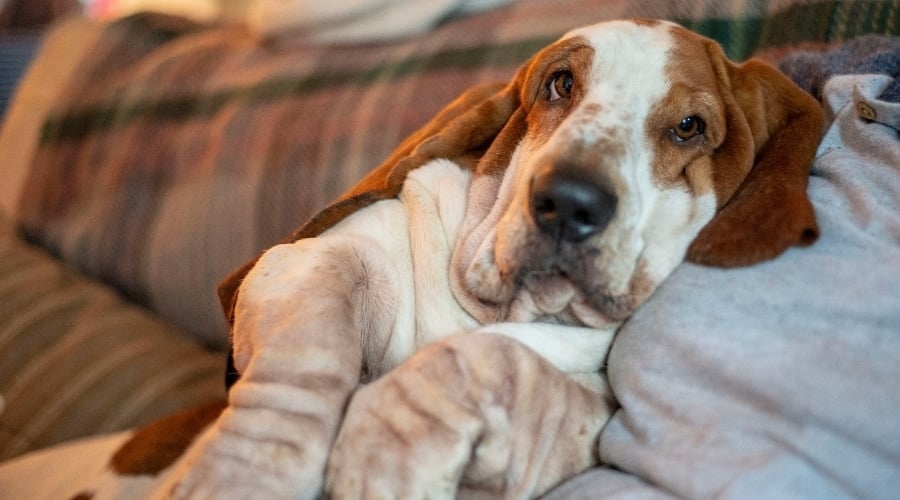 Basset Hound With Owner