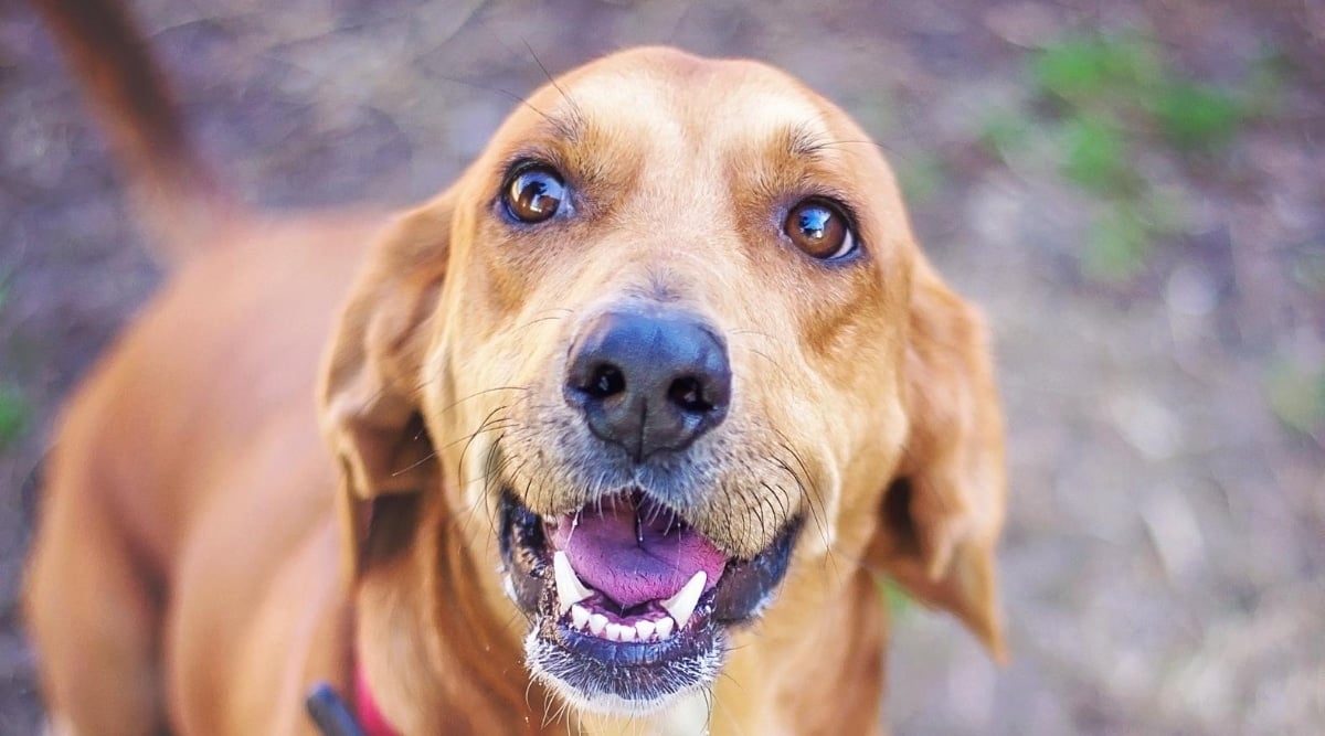 Basset Hound Weimaraner mix.