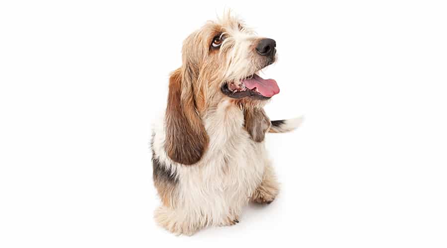 Bassetdoodle on white background