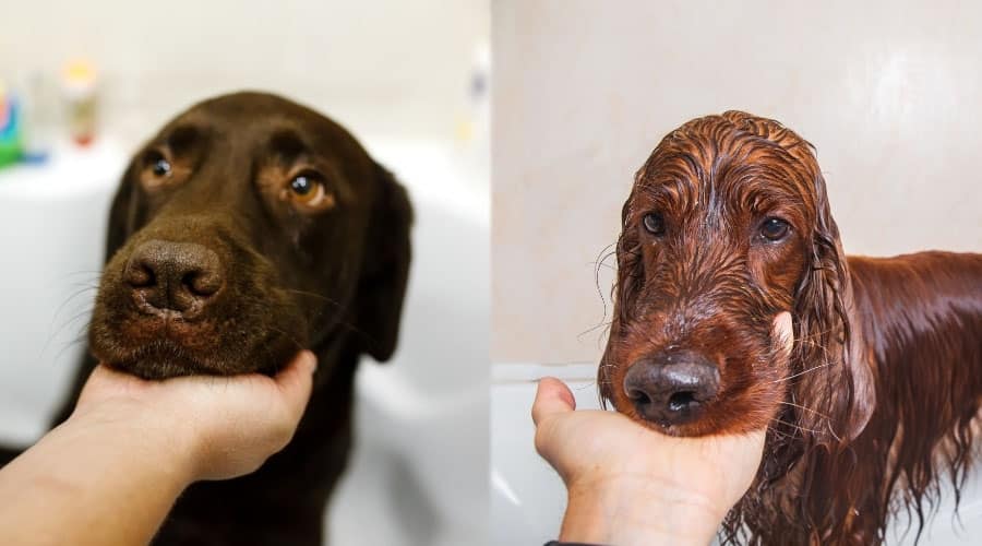 Bath Time for Two Dogs