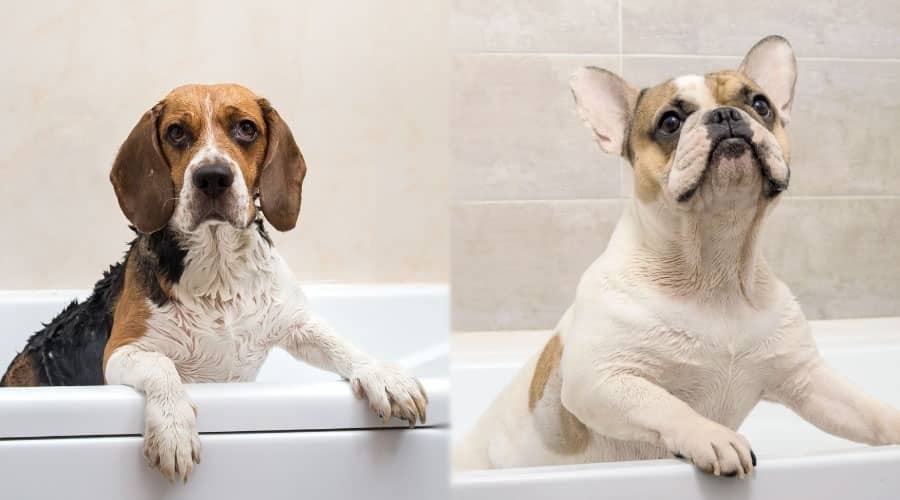 Bath Time for Two Dogs