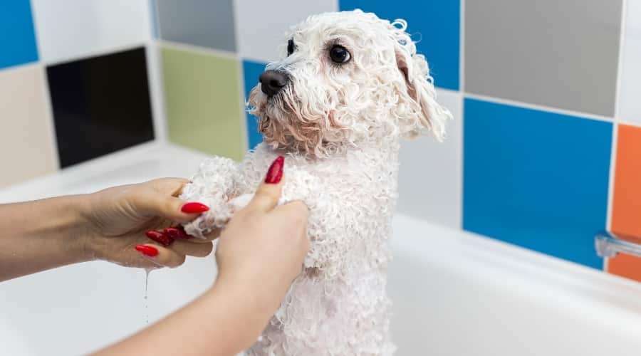 Bathing Bichon Frise Shampoo