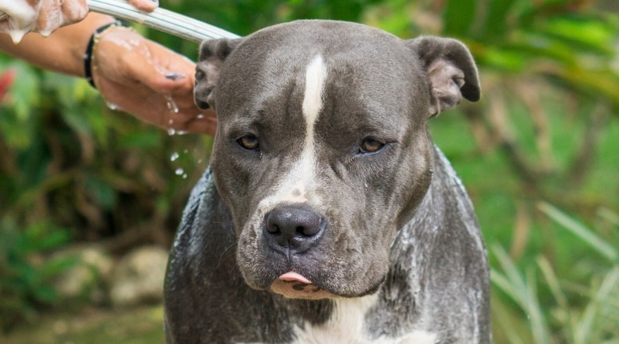 Bathing Pitbull Terrier