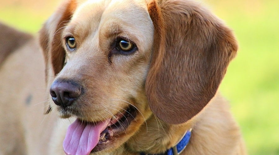 Beagador Mix
