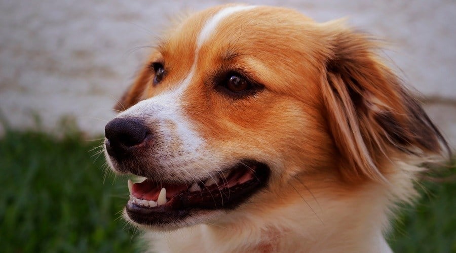 Beagi
