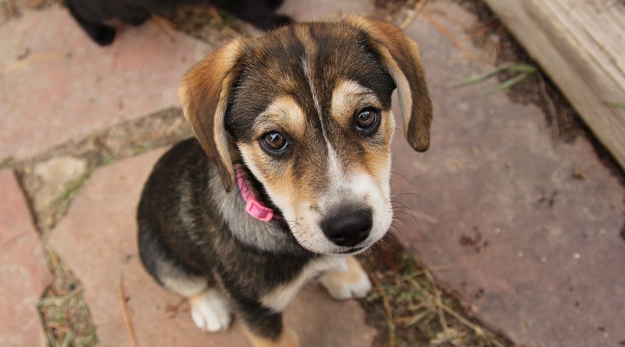 Beagle Australian Shepherd Mix