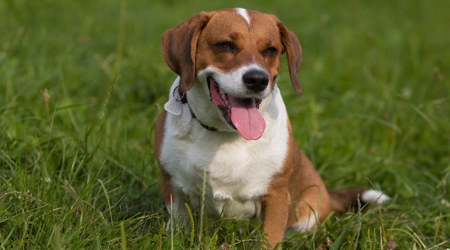Beagle Basset Hound Mix Nutrition Requirements