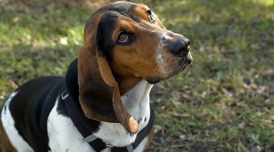 Beagle Basset Hound Mix on Grass