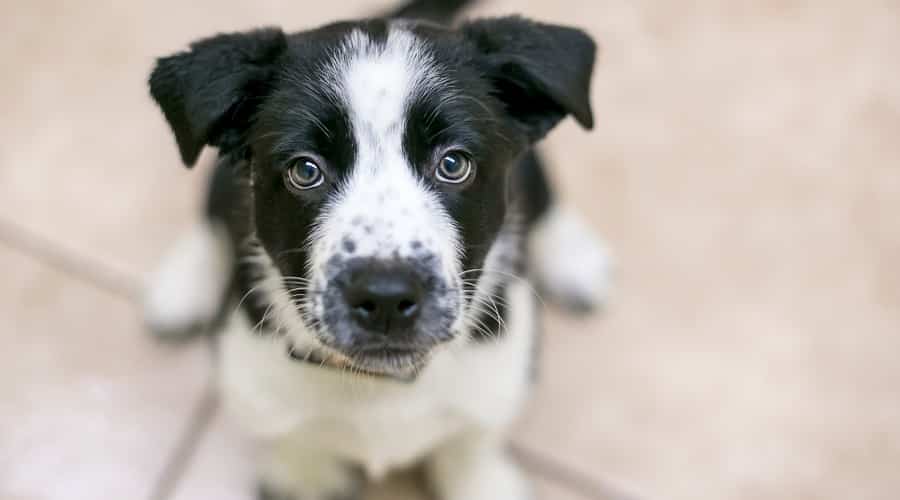 Beagle Border Collie mix sitting