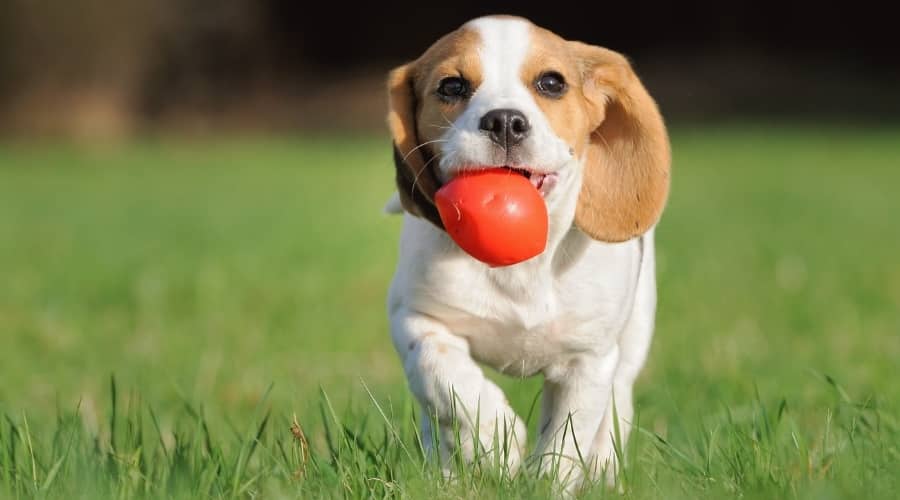 Beagle Chewing Dog Toy