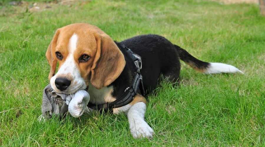 Beagle Chewing on Knitted Item