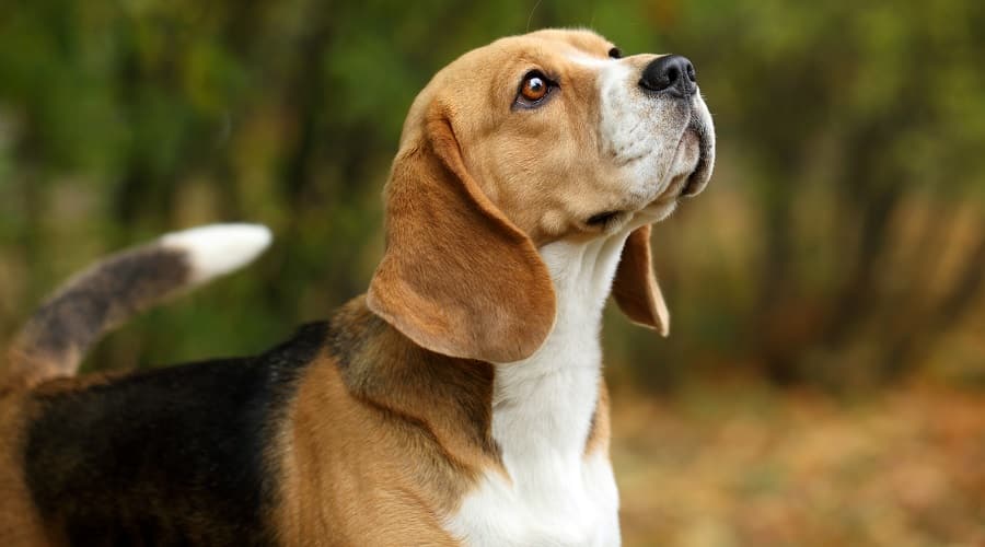 Beagle Dog Sniffing Air