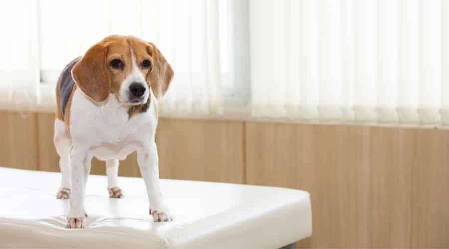 Beagle Dog on Vet Table