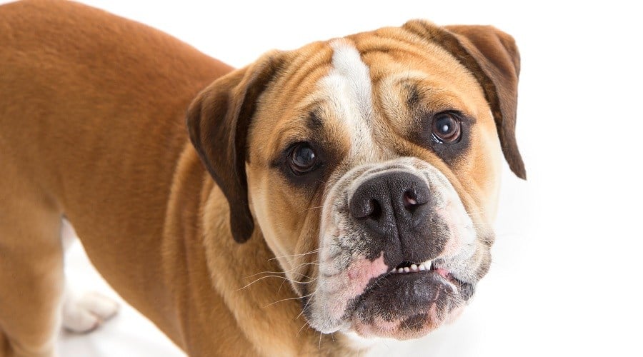 Beagle English Bulldog Mix Breed Adult