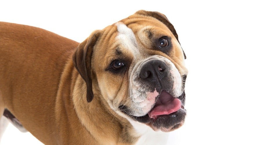 Beagle English Bulldog Mix Nutrition Requirements