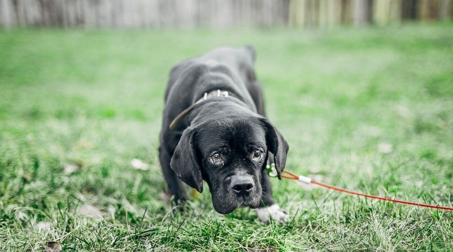 Beagle French Bulldog Mix