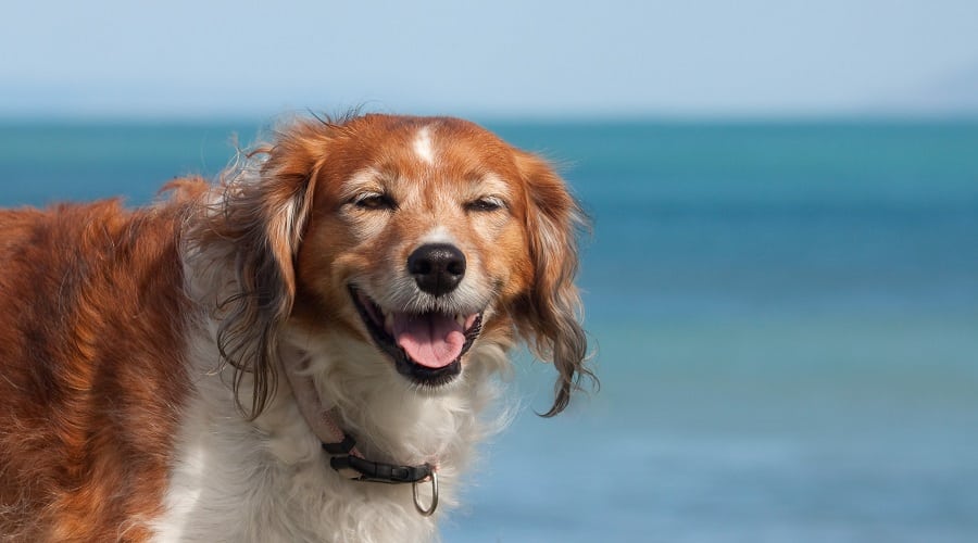 Beagle Golden Mix Breeders