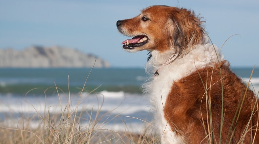 Beagle Golden Mix Running on Beach