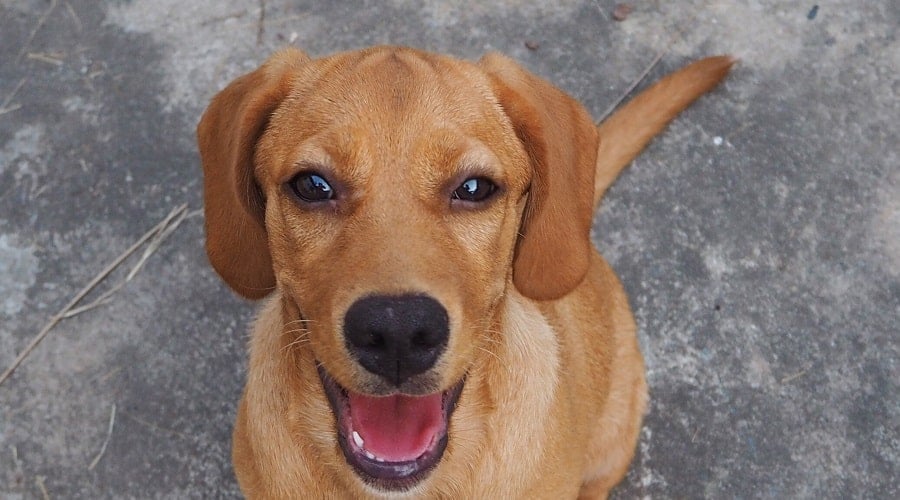 Beagle Golden Puppy