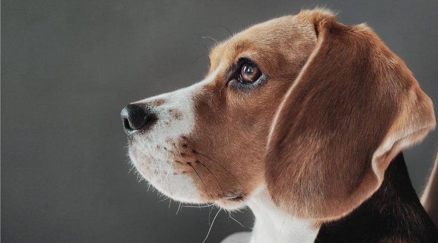 Beagle Indoors