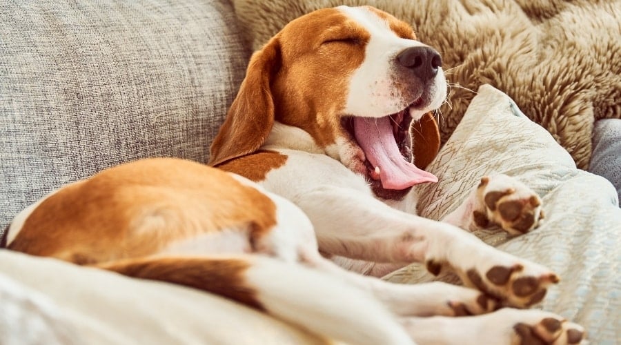 Beagle Laying on Couch Sleeping
