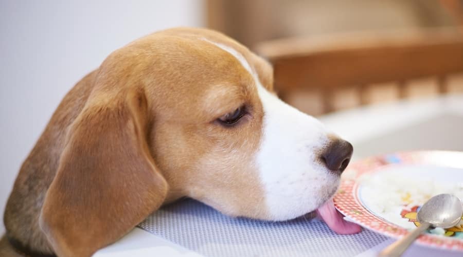 Beagle licking a plate on a table.
