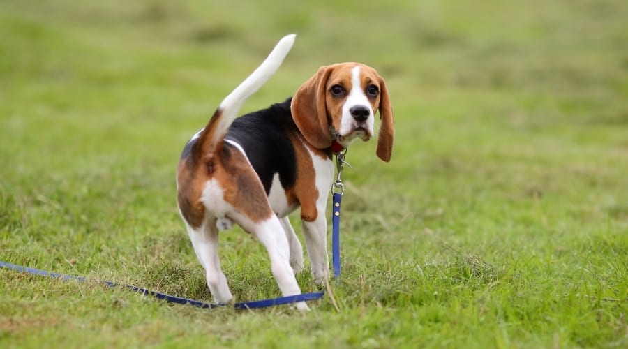 Beagle Looking Back